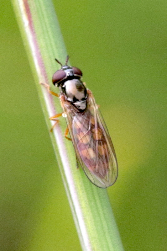 melanostoma_mellinum1bd