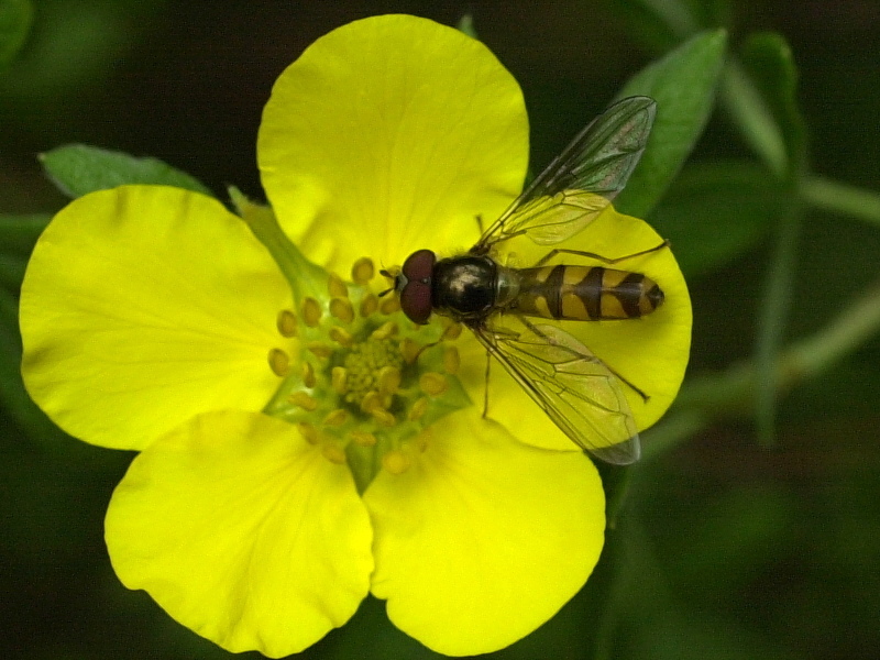 meliscaeva_auricollis2md