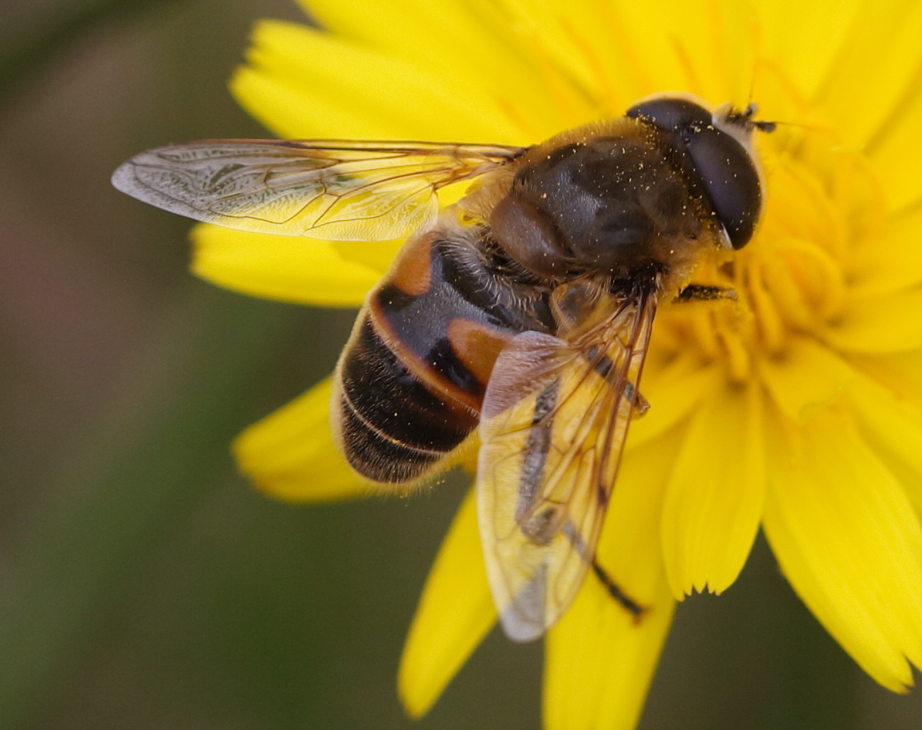 eristalis_tenax6md