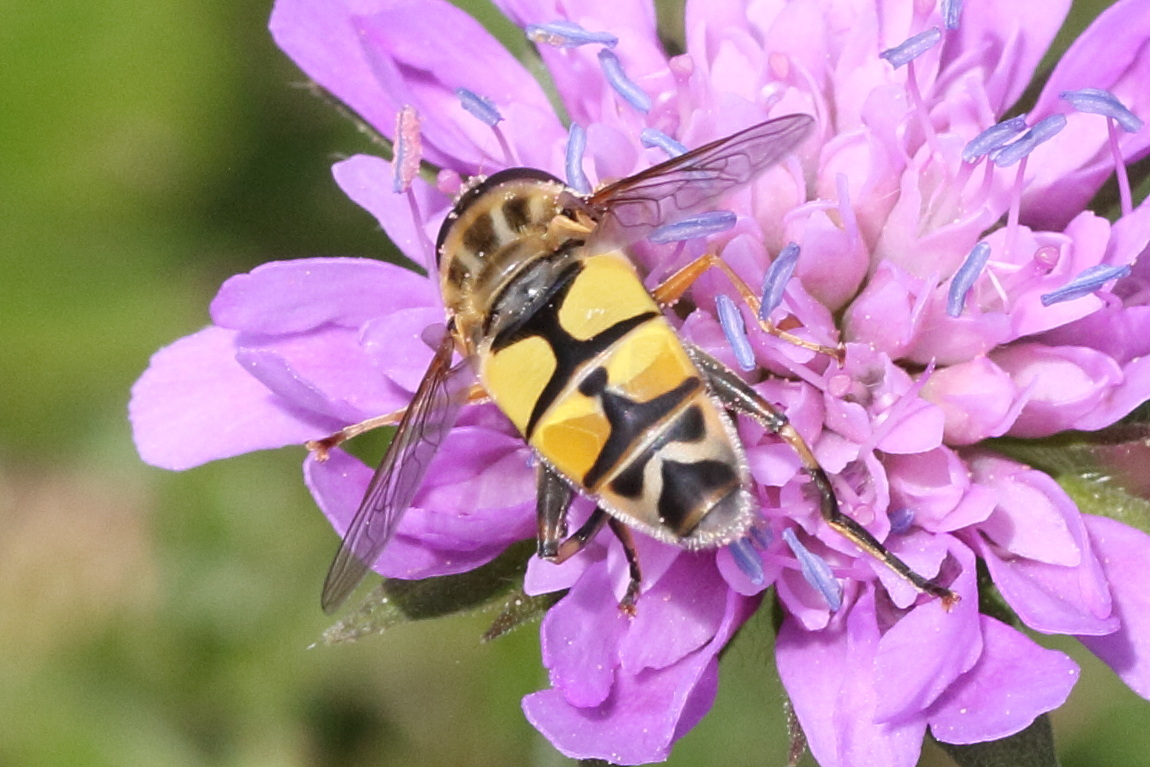 helophilus_trivittatus4md