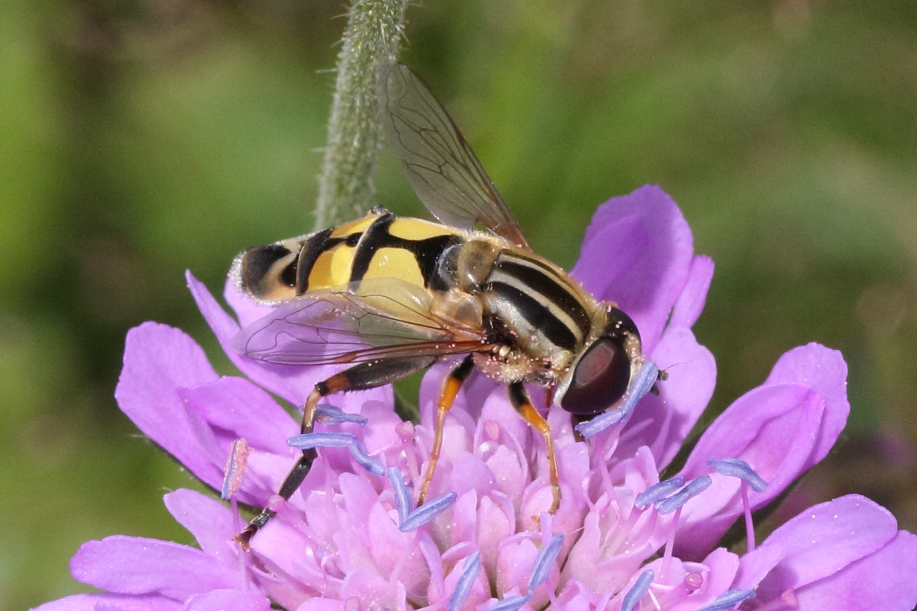 helophilus_trivittatus5md