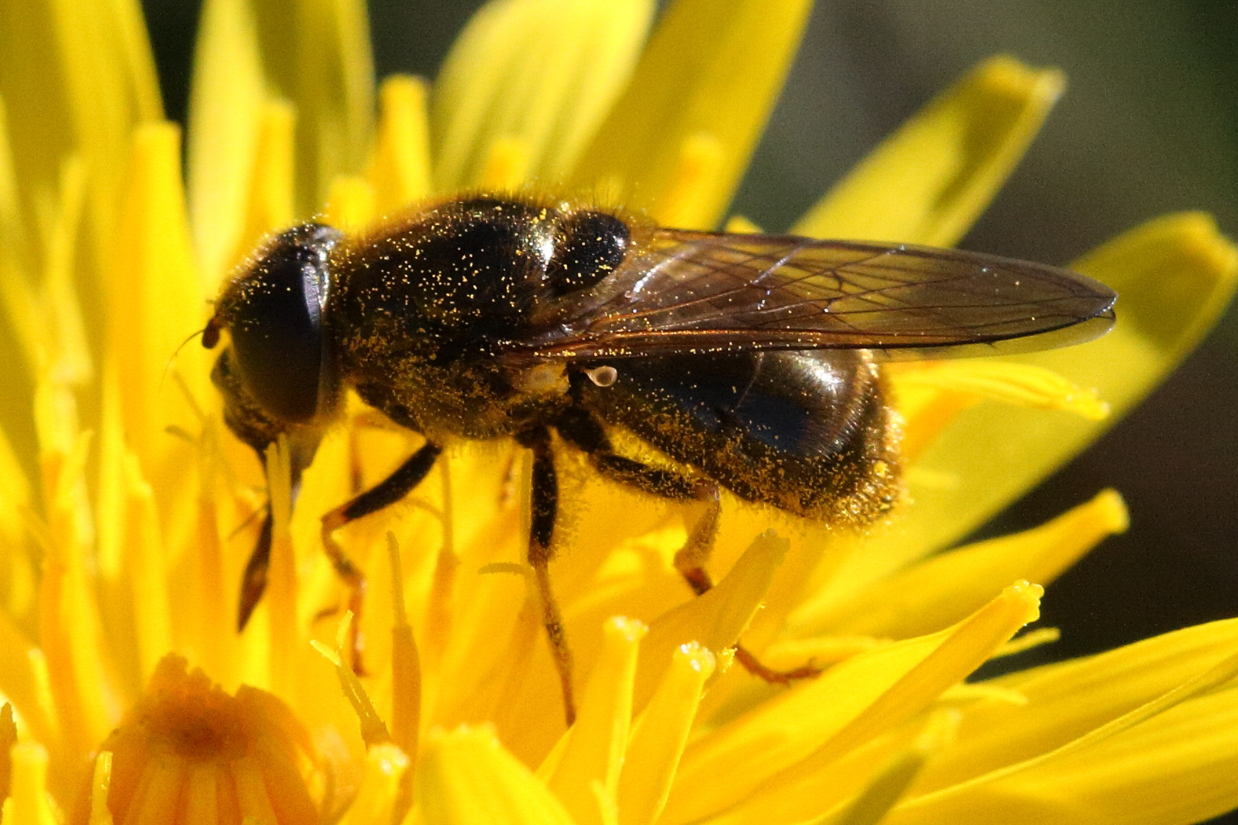 cheilosia_canicularis1md