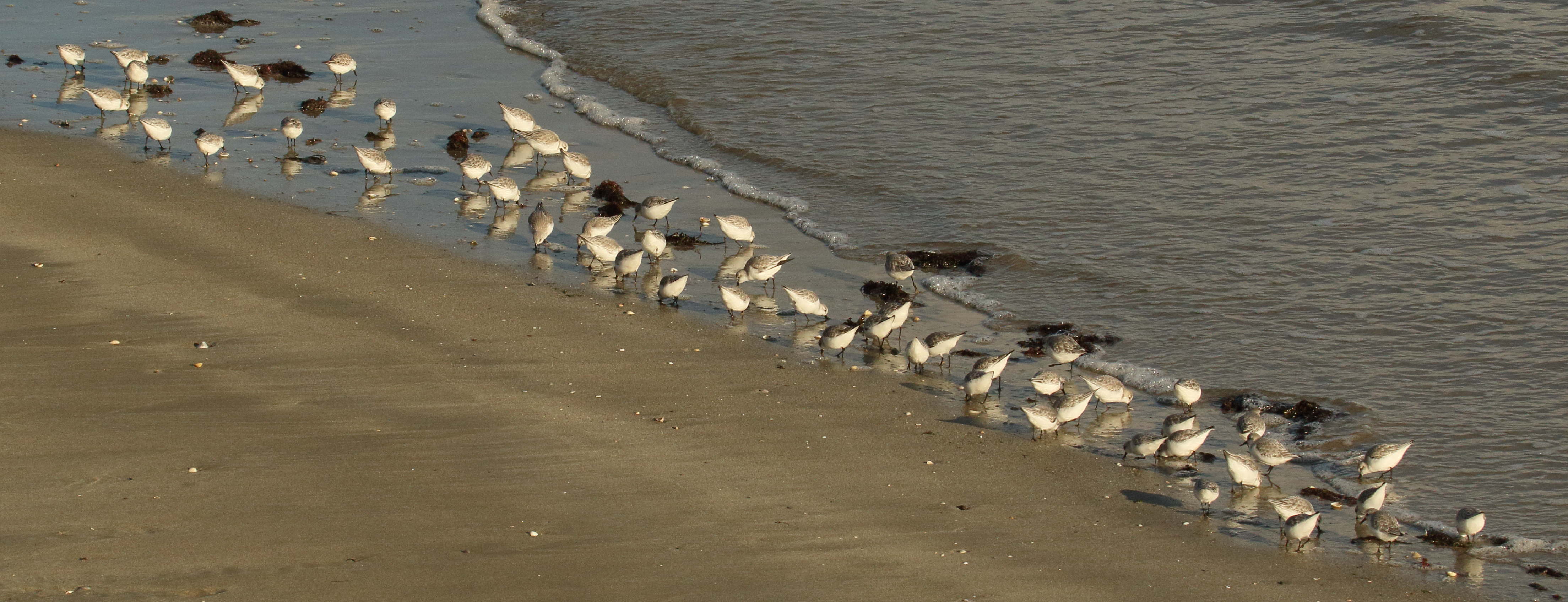 becasseau_sanderling_-_calidris_alba7md