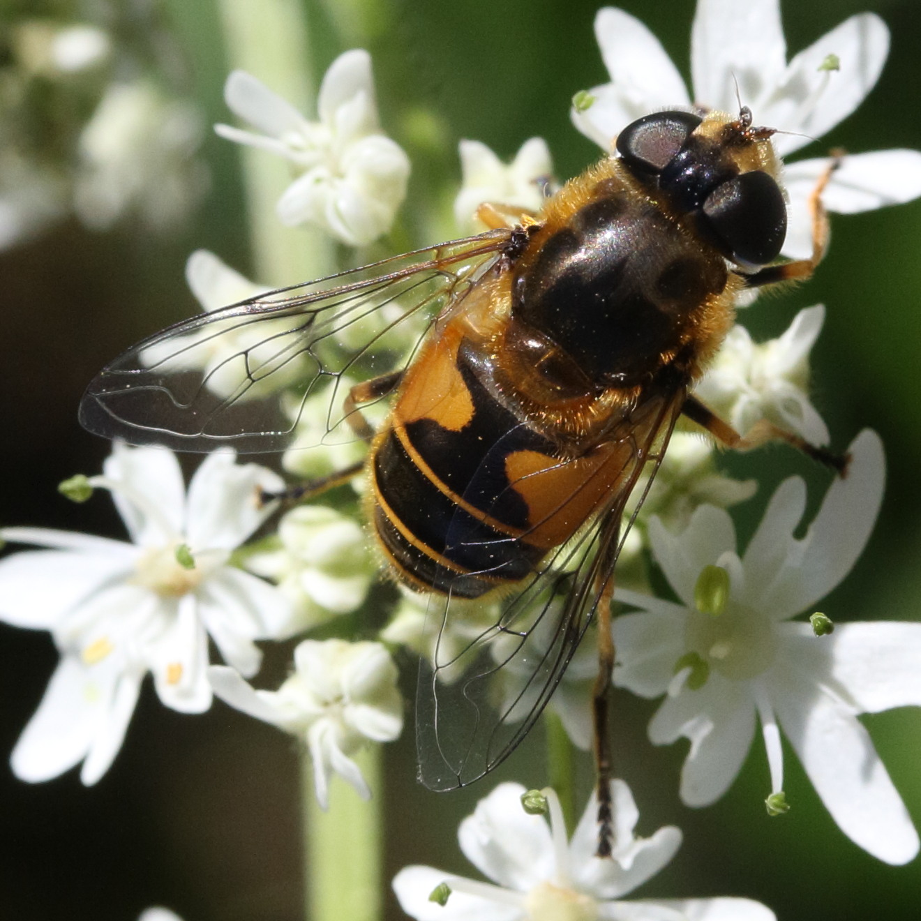 eristalis_horticola1md
