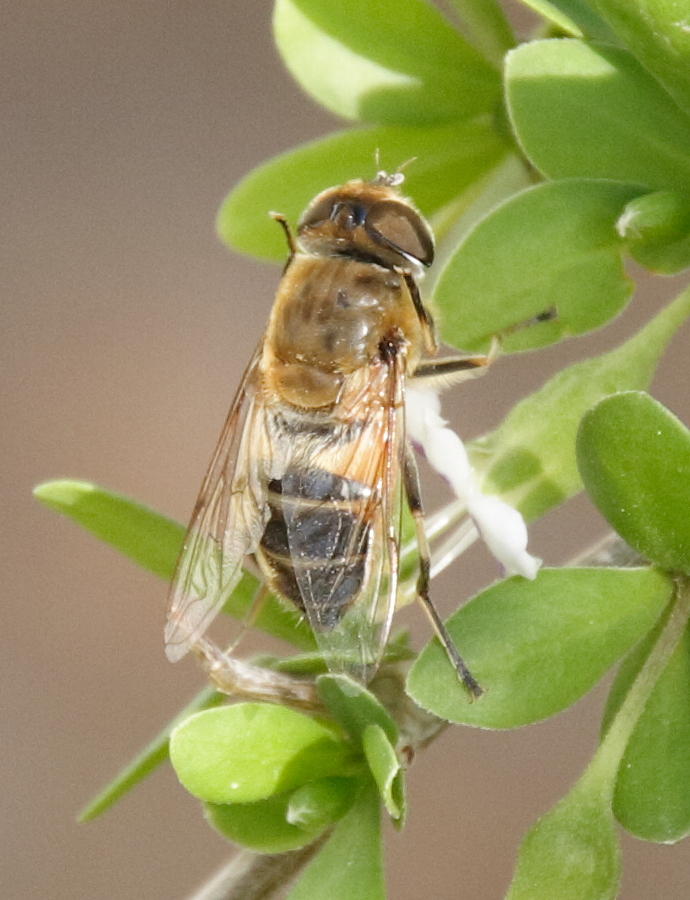 eristalis_similis1bd