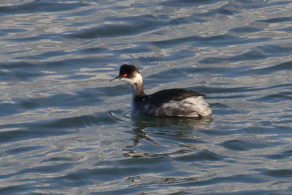 grebe_a_cou_noir_-_podiceps_nigricollis9md