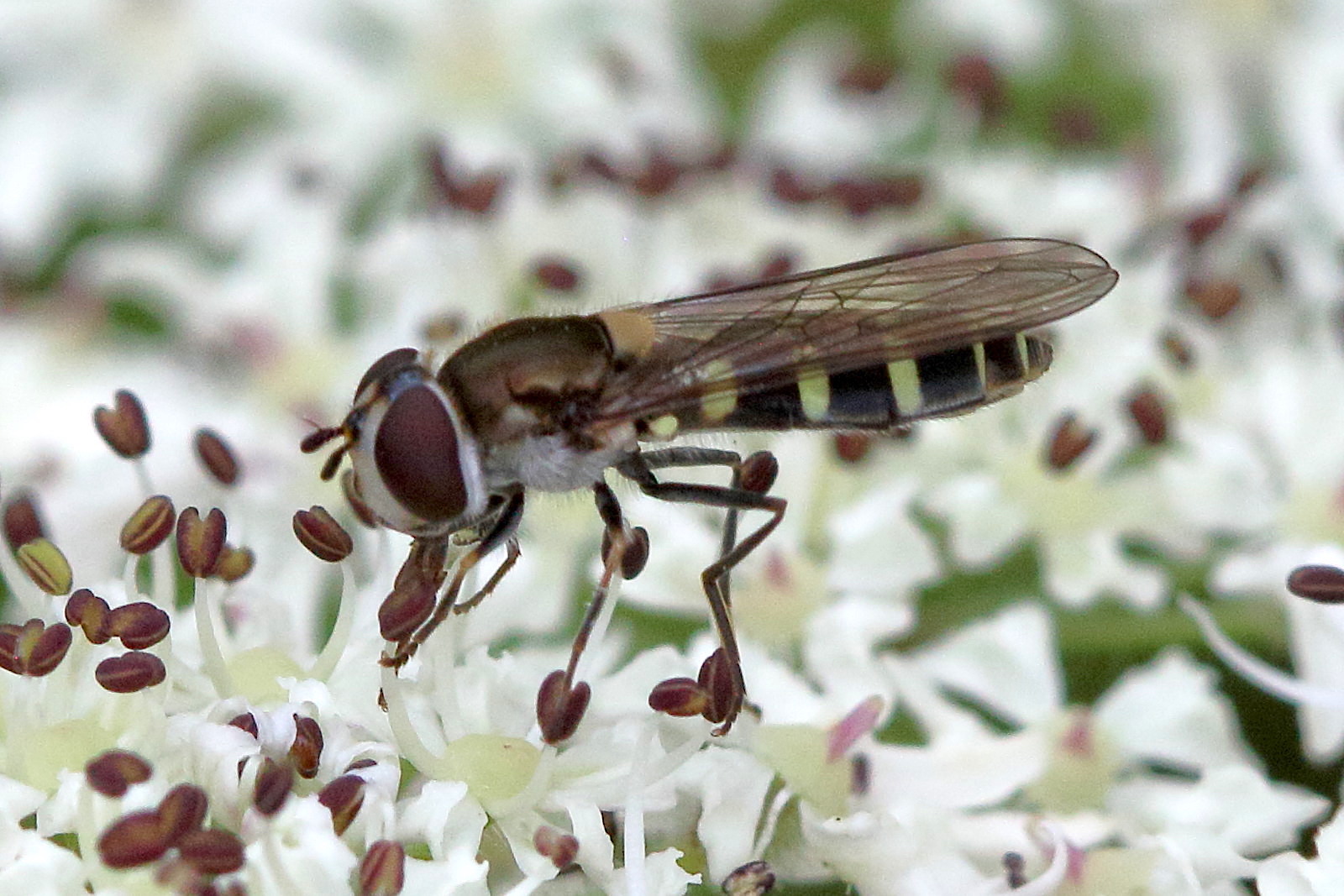 melangyna_umbellatarum1bd