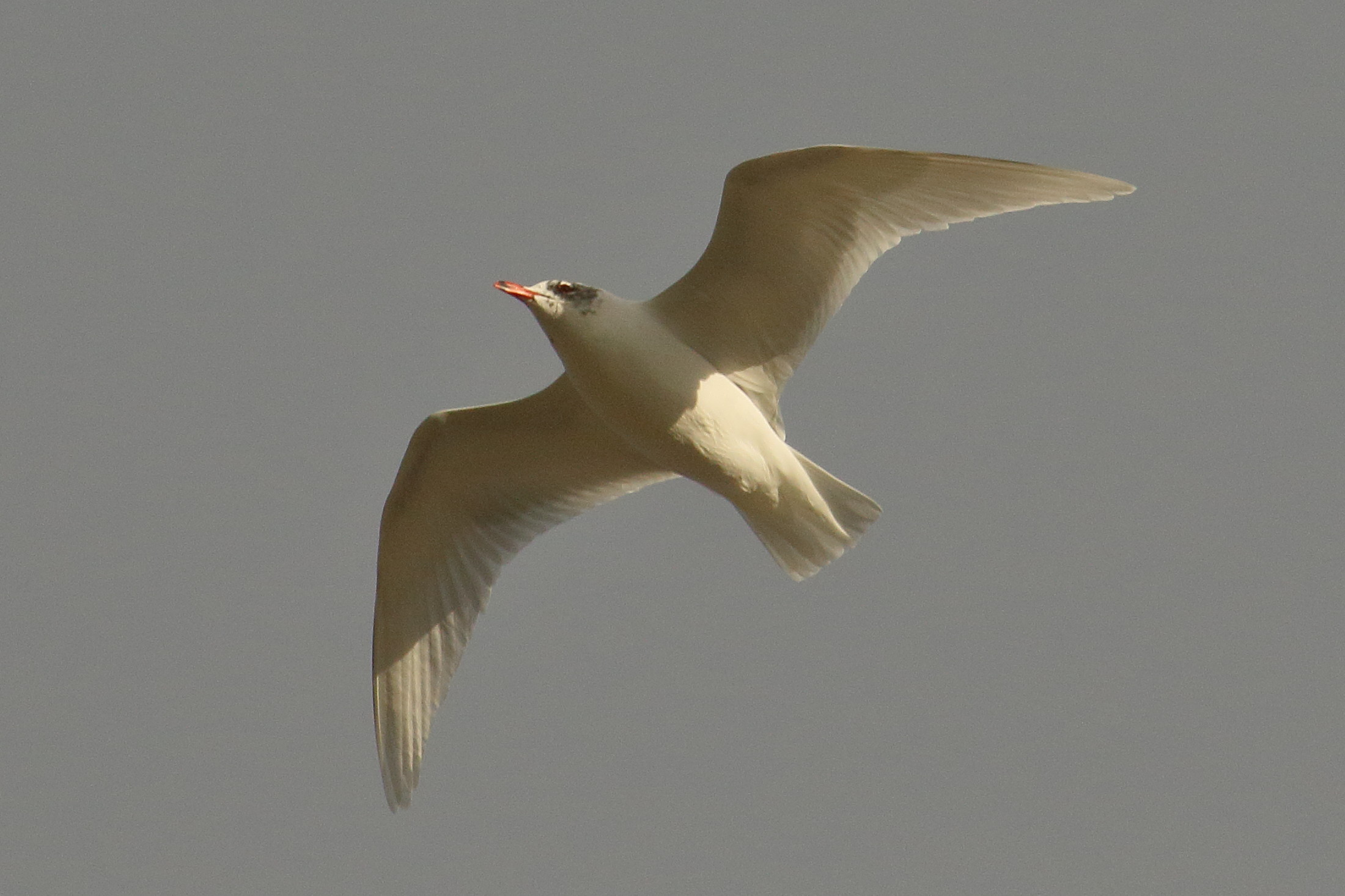 Afficher le média mouette_melanocephale_-_ichthyaetus_melanocephalus11md mouette_melanocephale_-_ichthyaetus_melanocephalus11md