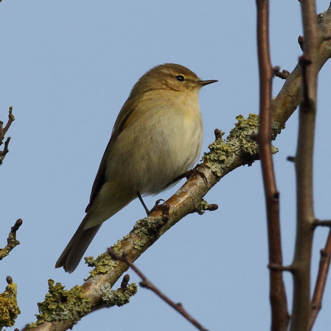 Afficher le média pouillot_veloce_-_phylloscopus_collybita7bd pouillot_veloce_-_phylloscopus_collybita7bd