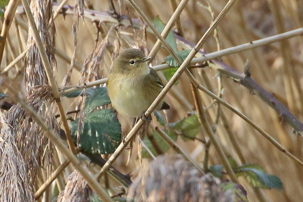 Afficher le média pouillot_veloce_-_phylloscopus_collybita8bd pouillot_veloce_-_phylloscopus_collybita8bd