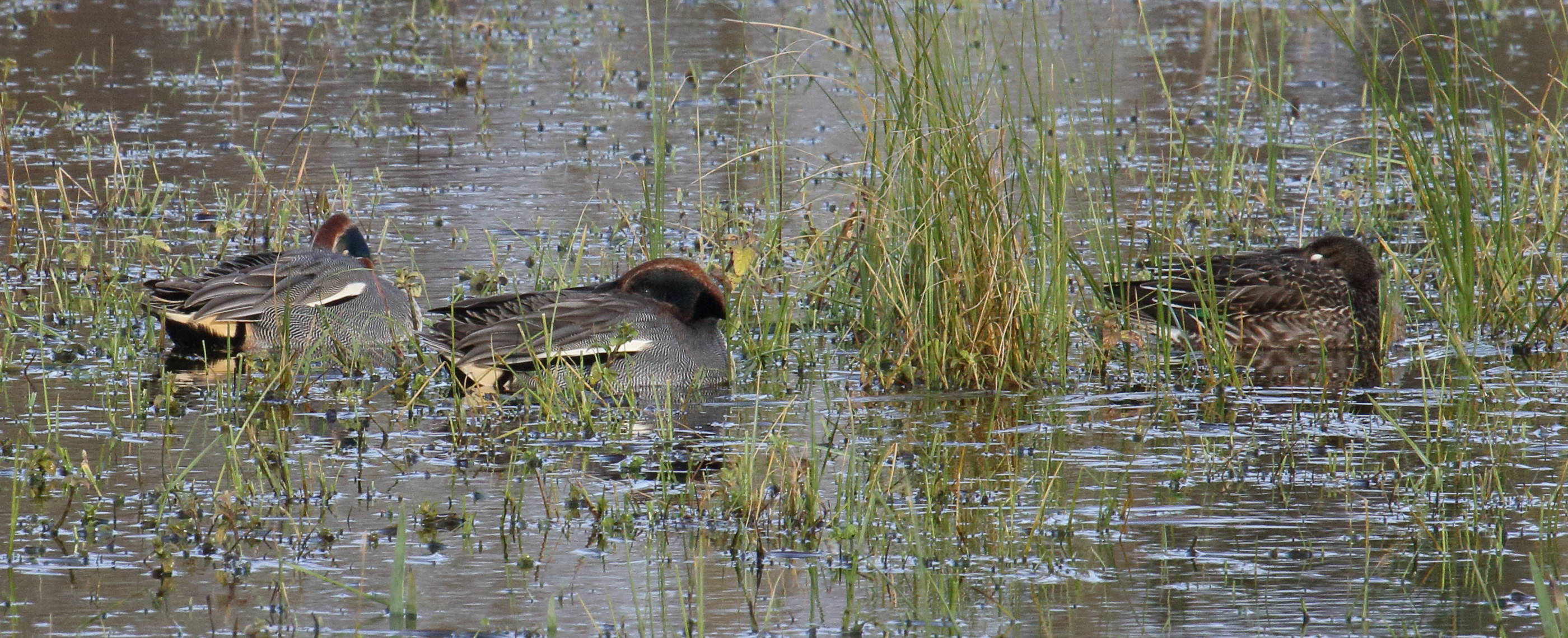 sarcelle_d-hiver_-_anas_crecca7md