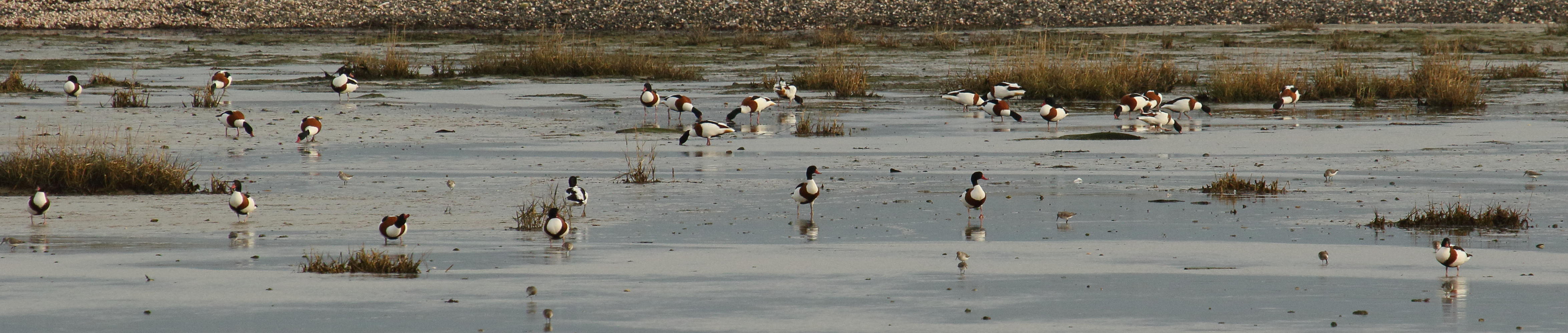 tadorne_de_belon_-_tadorna_tadorna10md