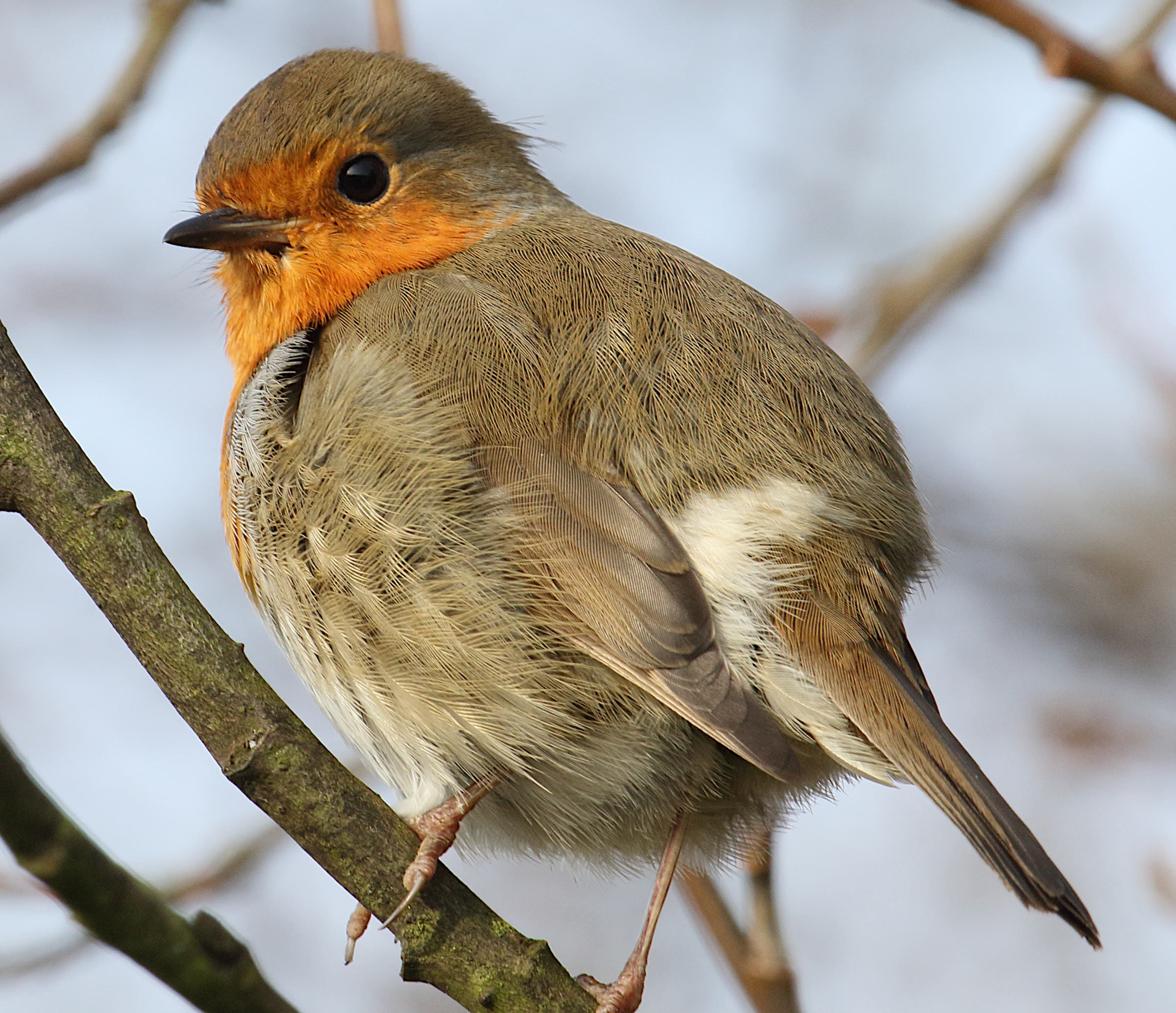 rougegorge_familier_-_erithacus_rubecula9md