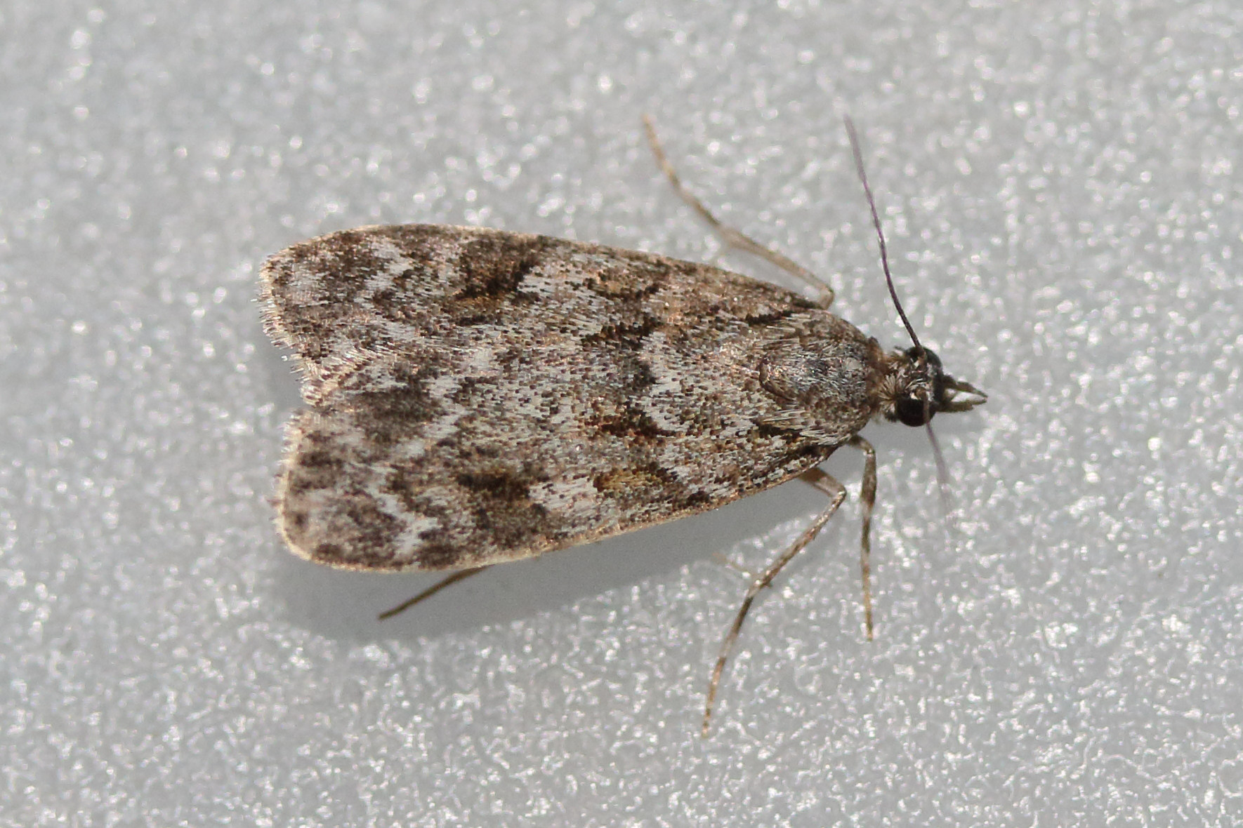 eudonia_lacustrata2md
