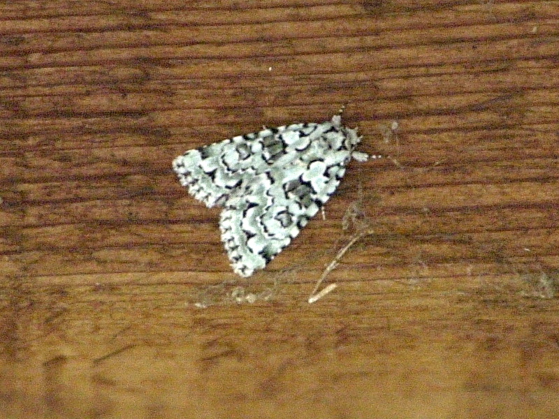 nyctobrya_muralis1md