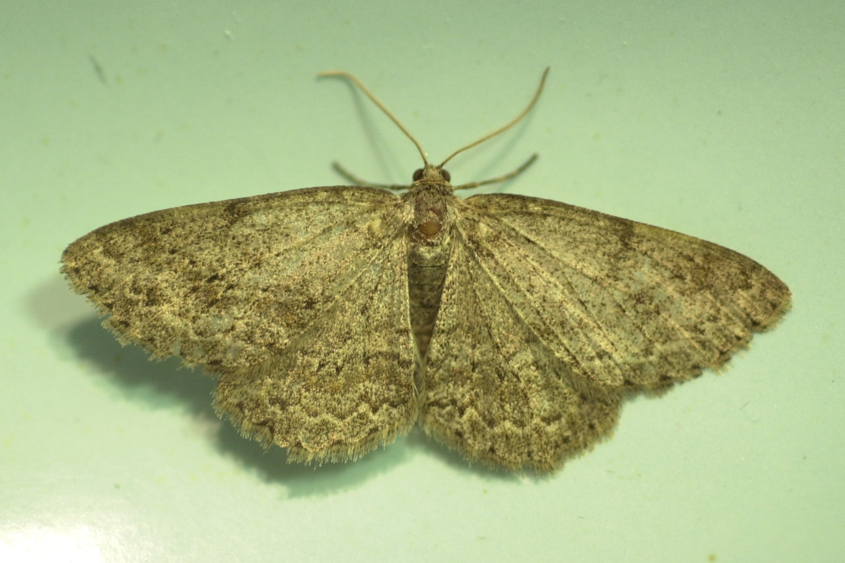 ectropis_crepuscularia1md