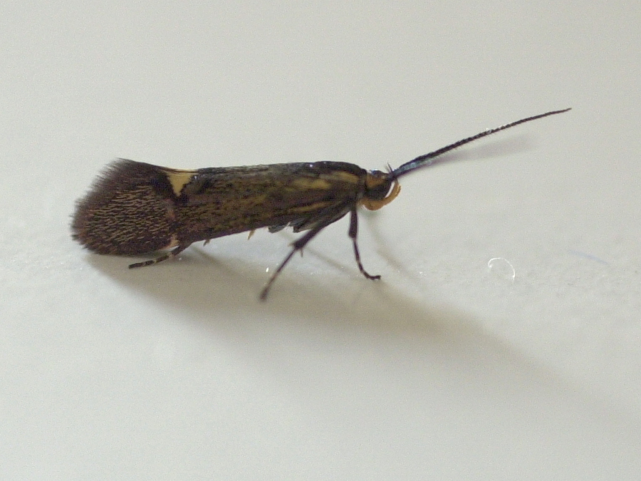 esperia_sulphurella4md