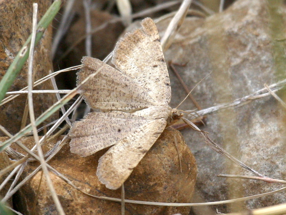 aethalura_punctulata1bd