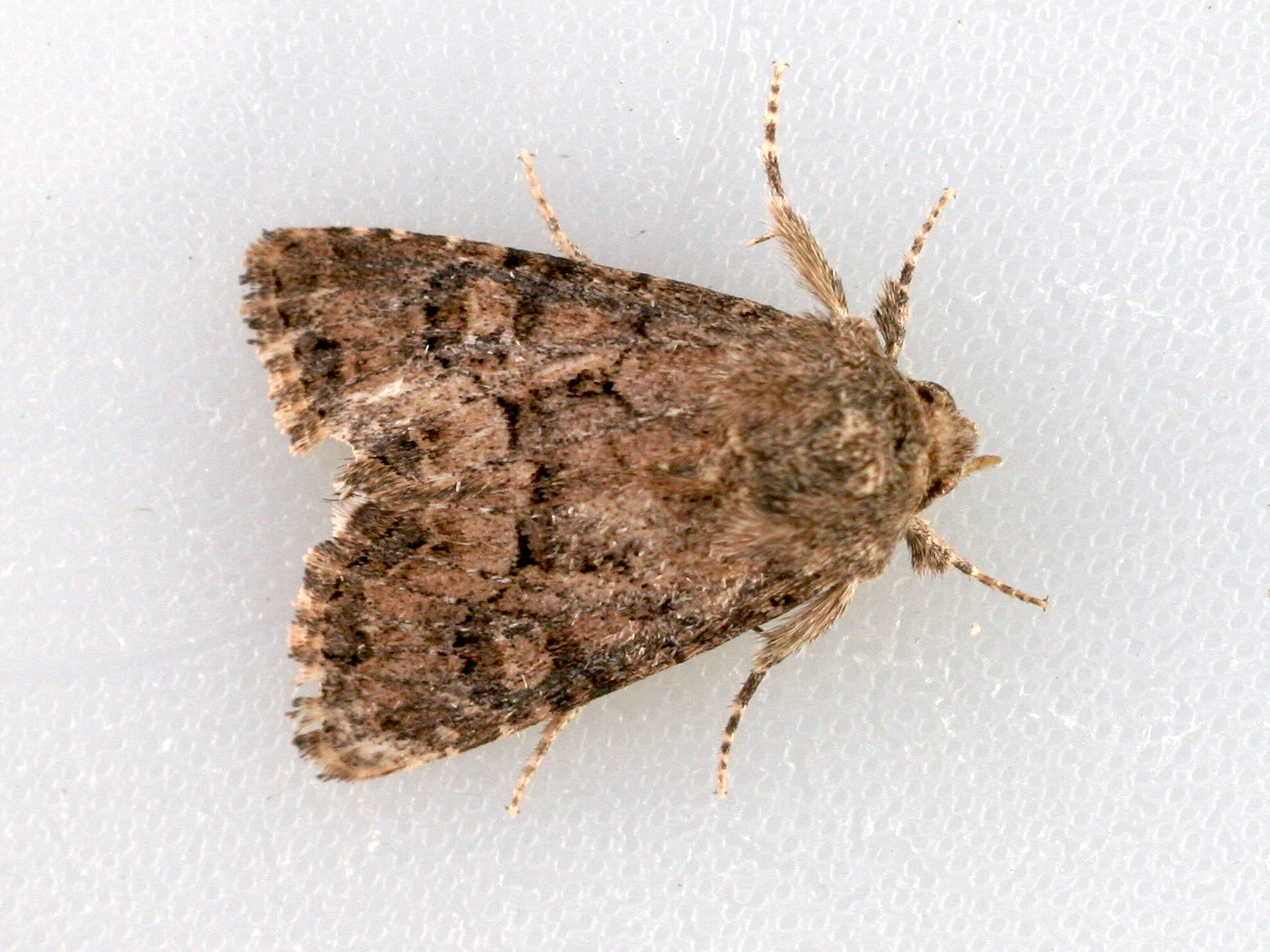 luperina_testacea1md