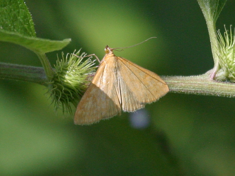 sitochroa_verticalis1bd