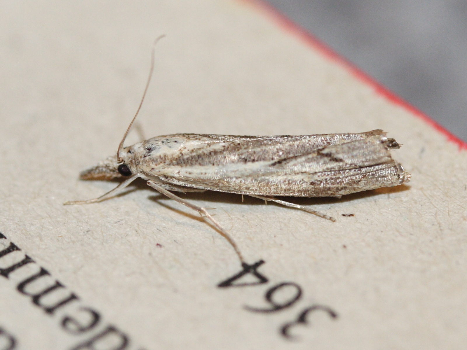 agriphila_geniculea1md