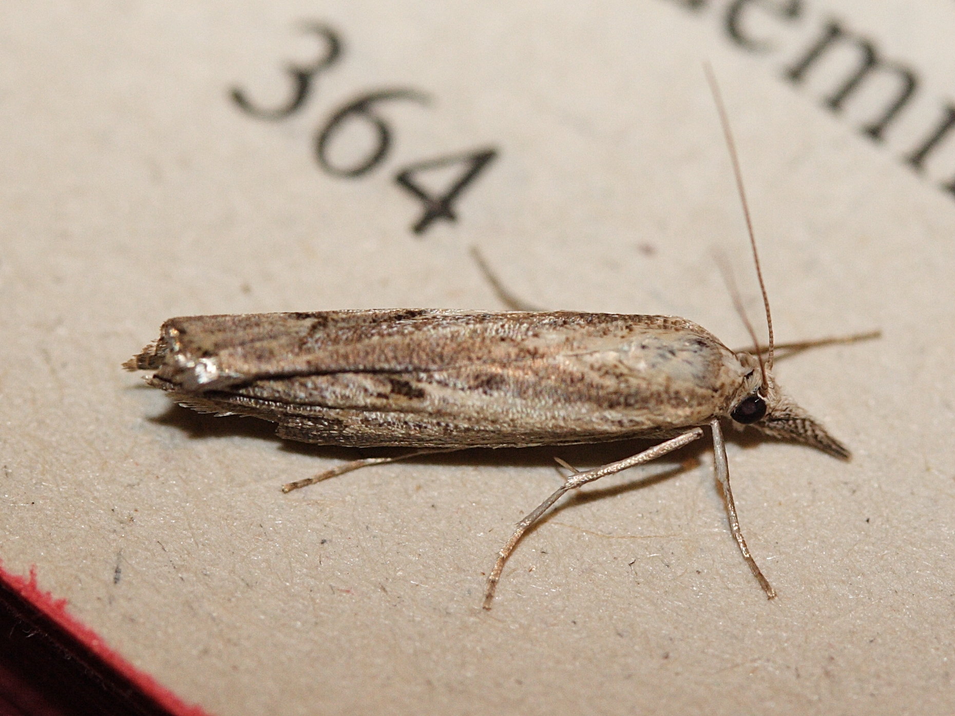 agriphila_geniculea2md