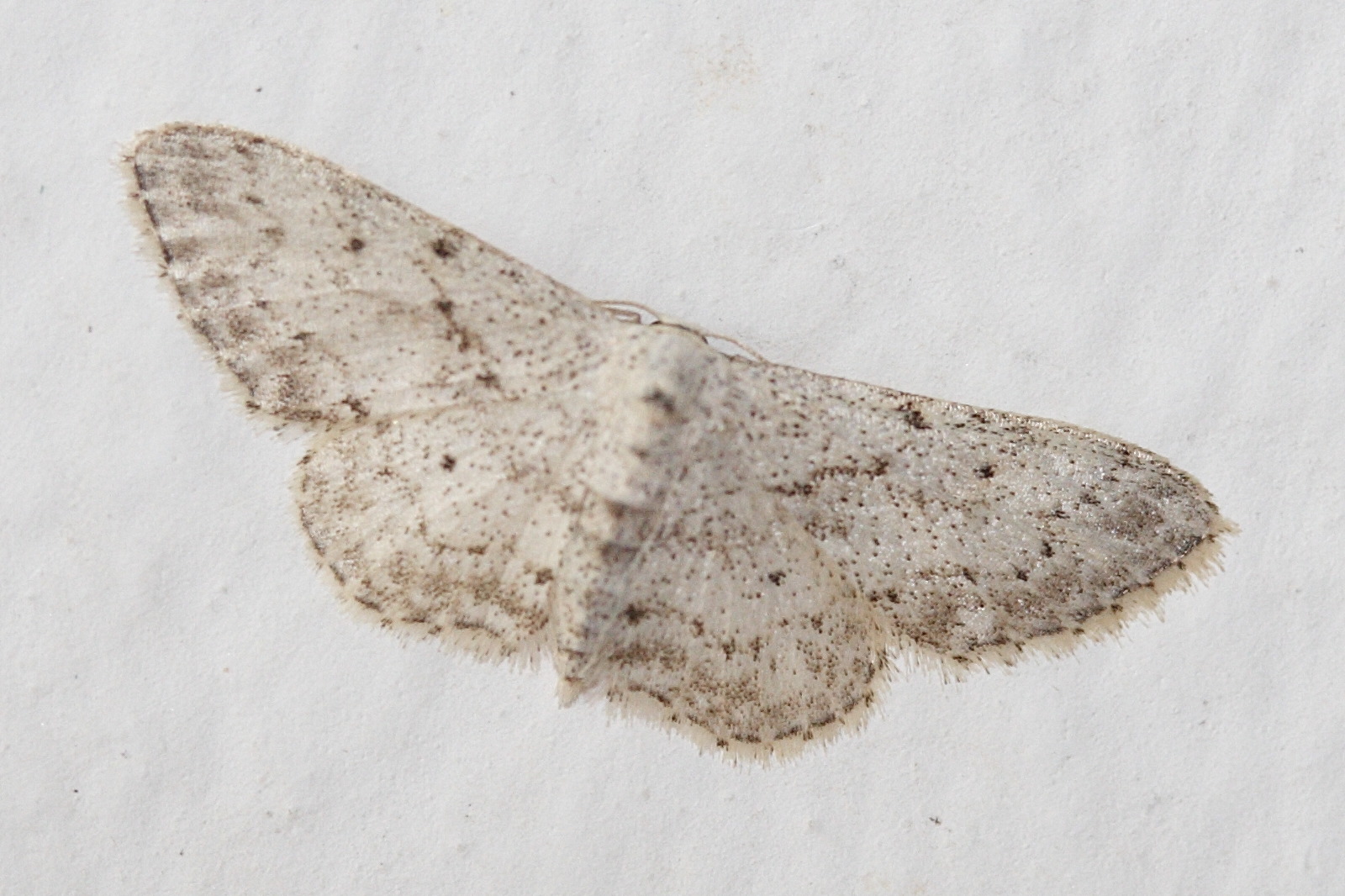 idaea_seriata1md