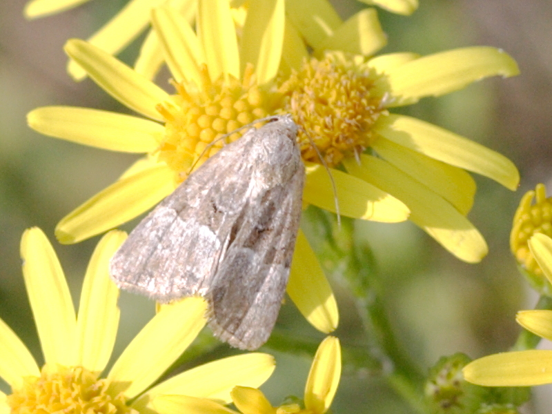 Afficher le média mesoligia_furuncula1bd mesoligia_furuncula1bd