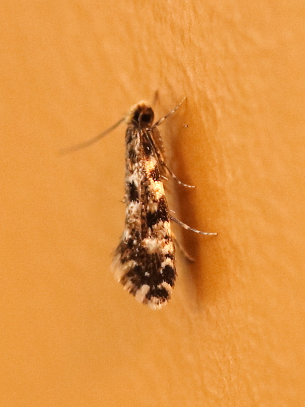 nemapogon_cloacella1md