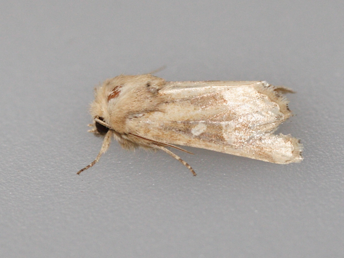 oligia_fasciuncula2md