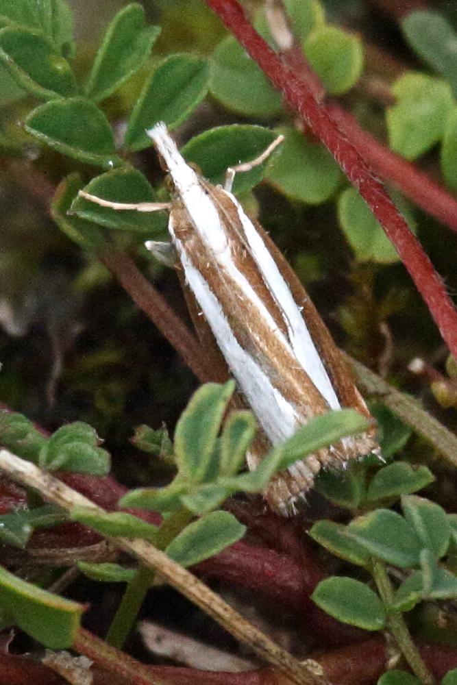 dichomeris_marginella1bd