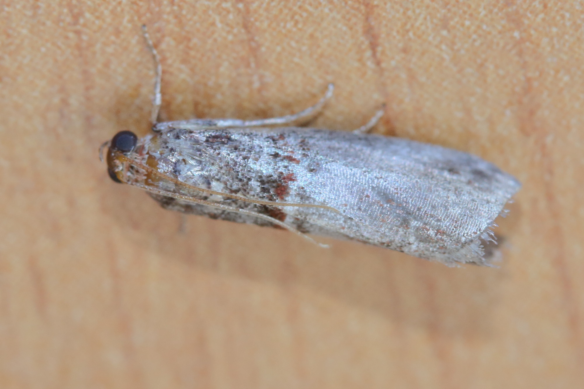 acrobasis_advenella1md