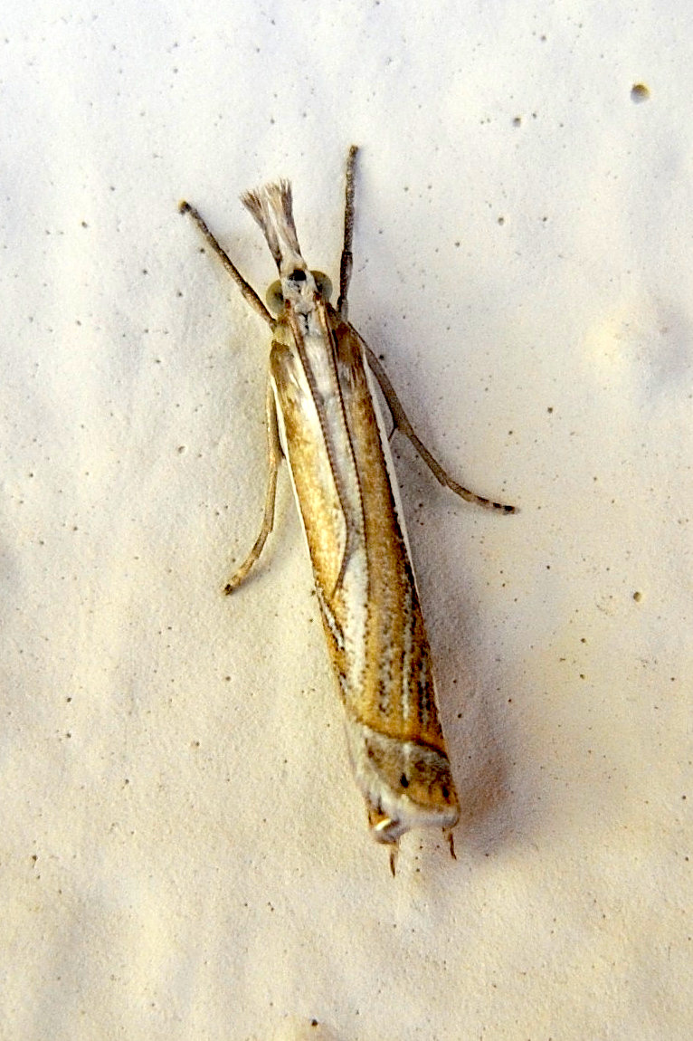 crambus_pascuella1md