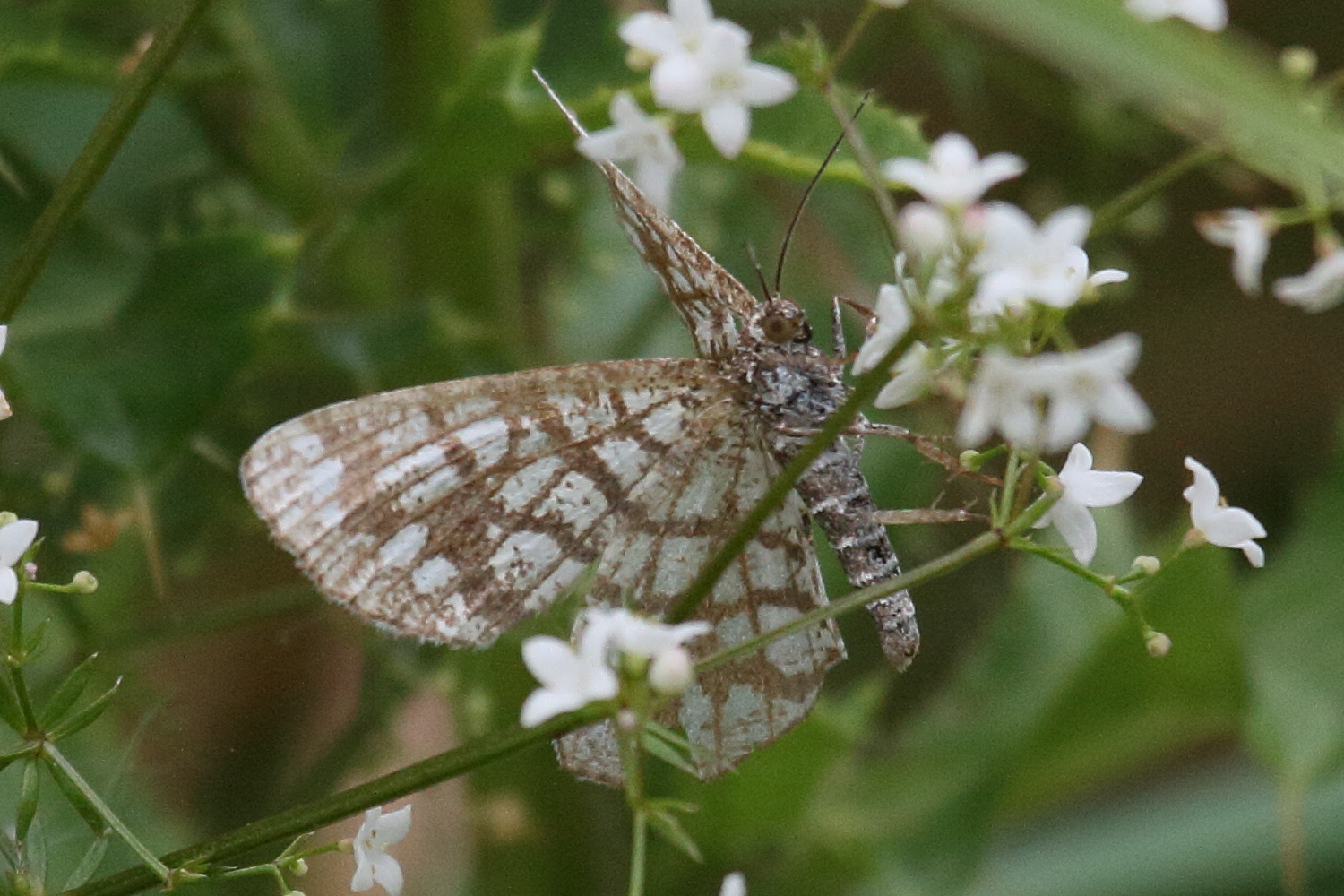 chiasmia_clathrata7bd