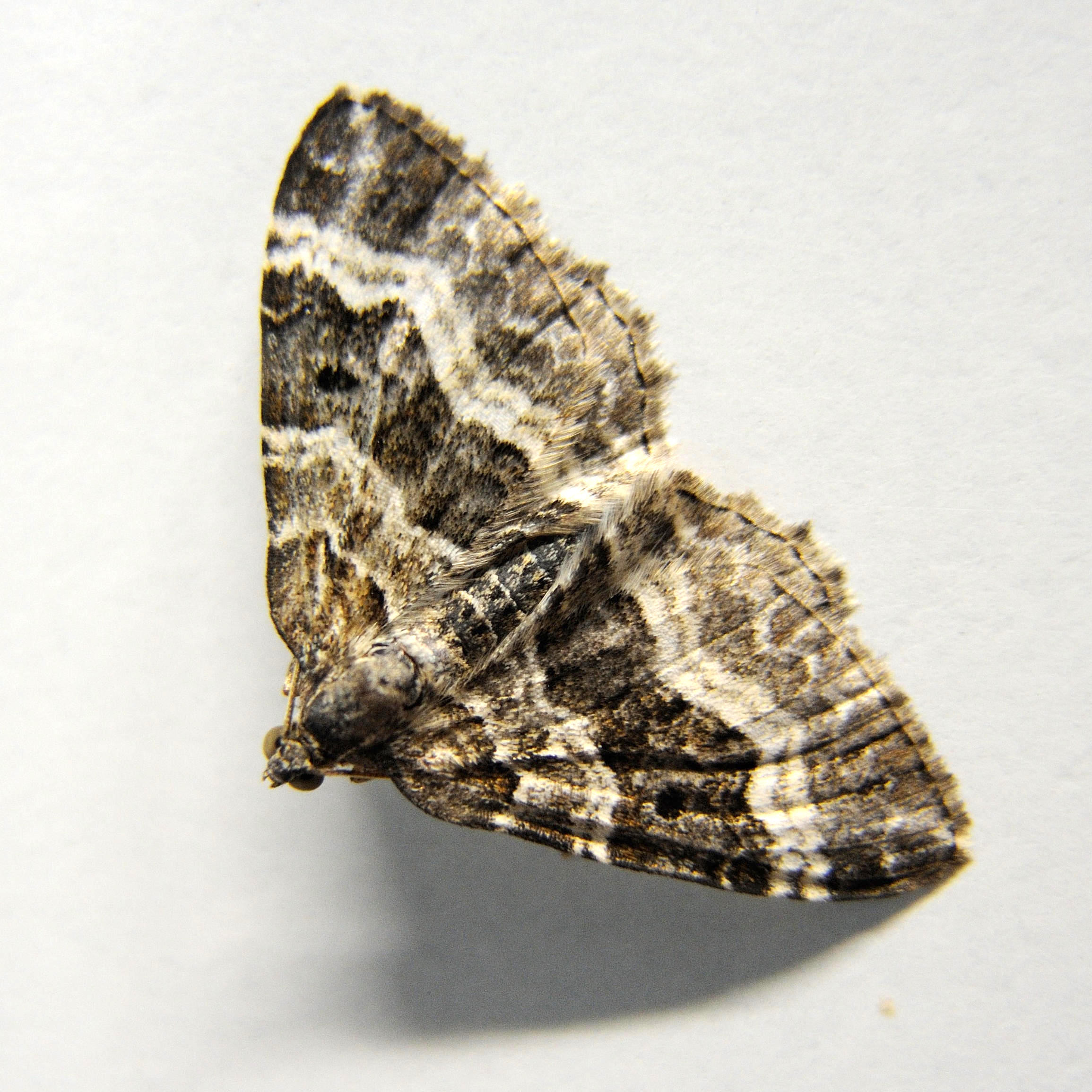 epirrhoe_alternata1md