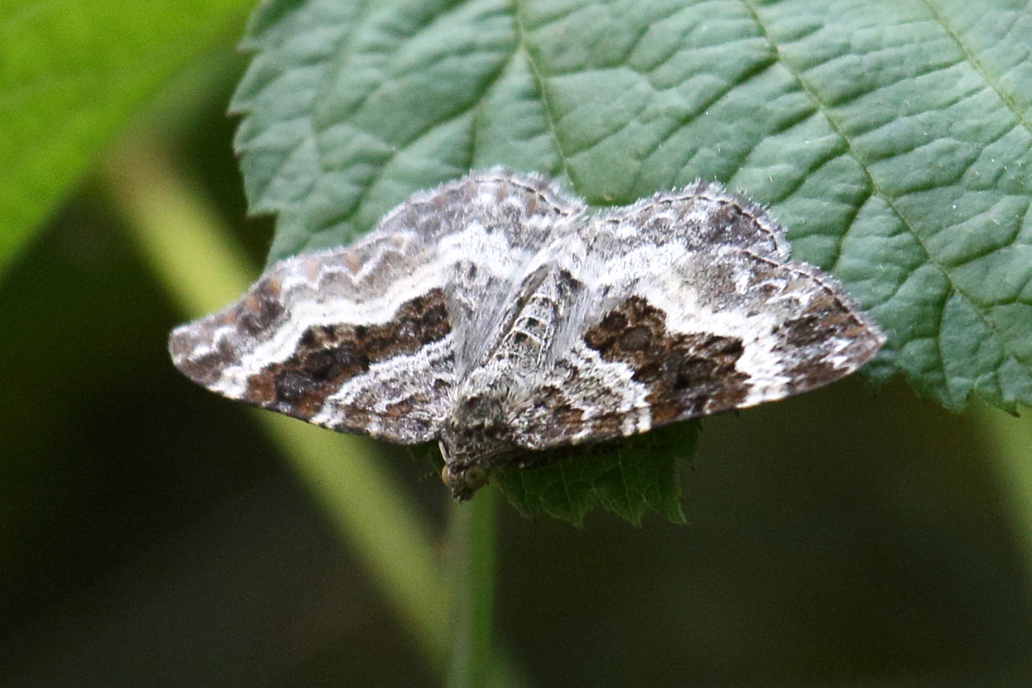 epirrhoe_alternata2bd