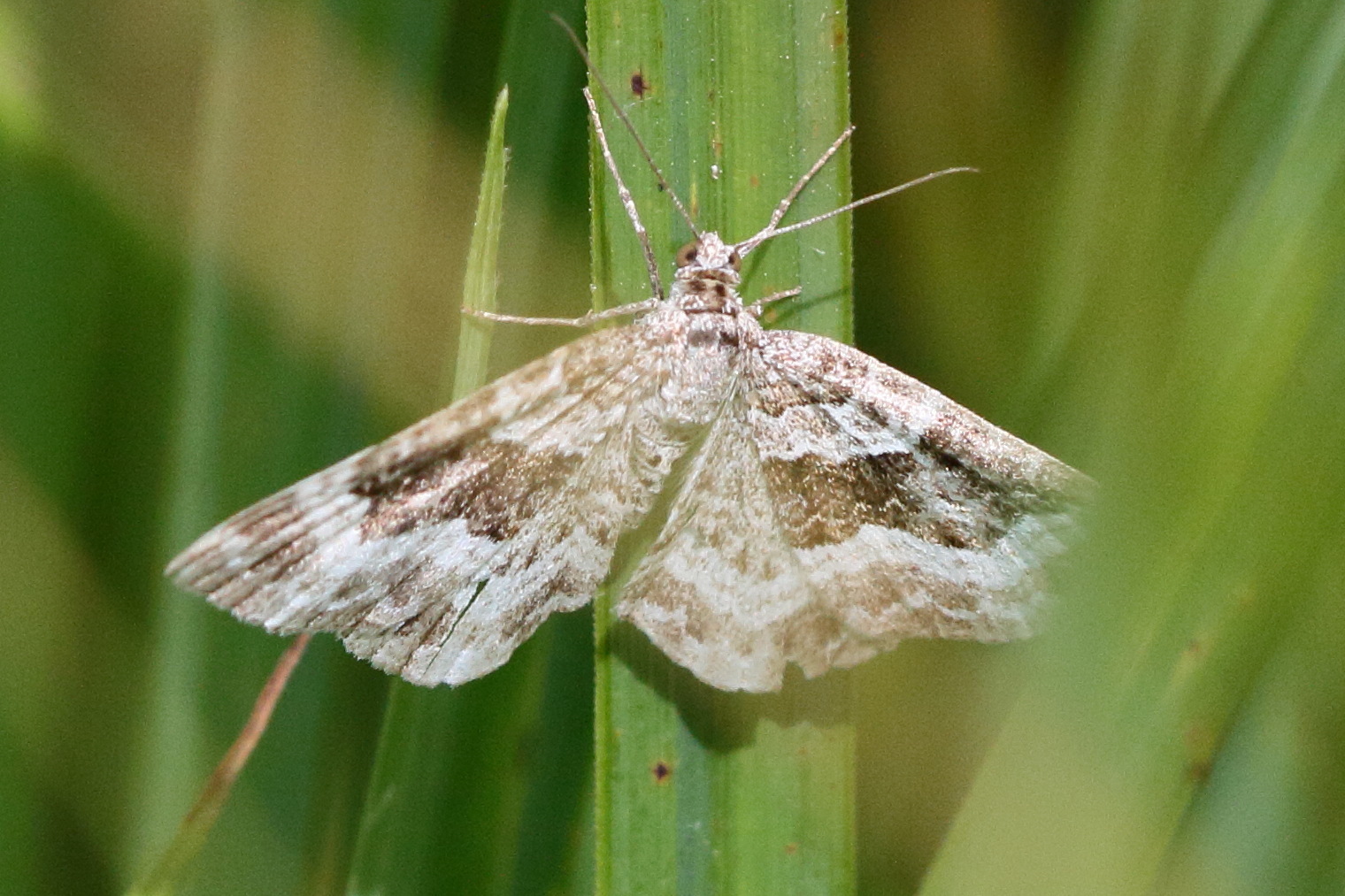 epirrhoe_alternata3md