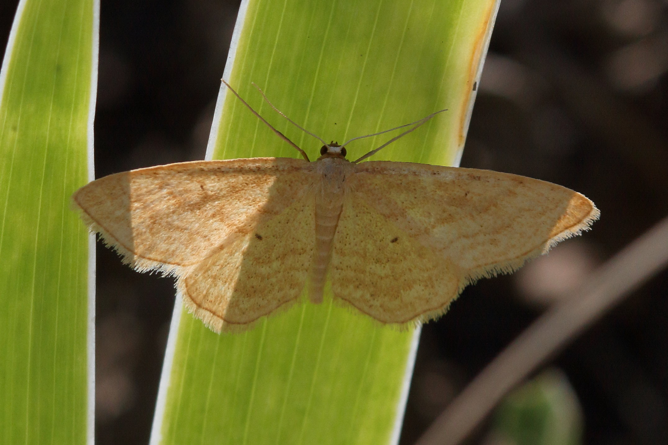 idaea_distinctaria2bd