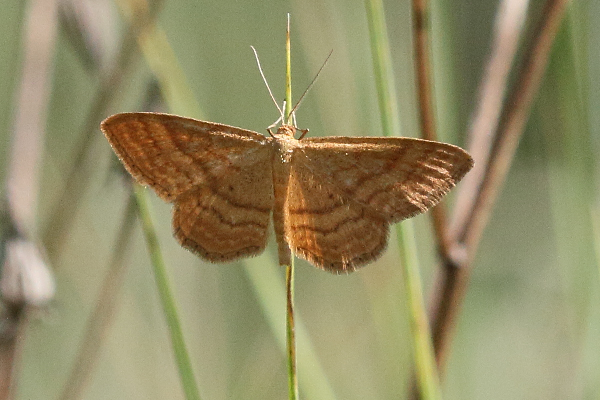 idaea_ochrata4bd
