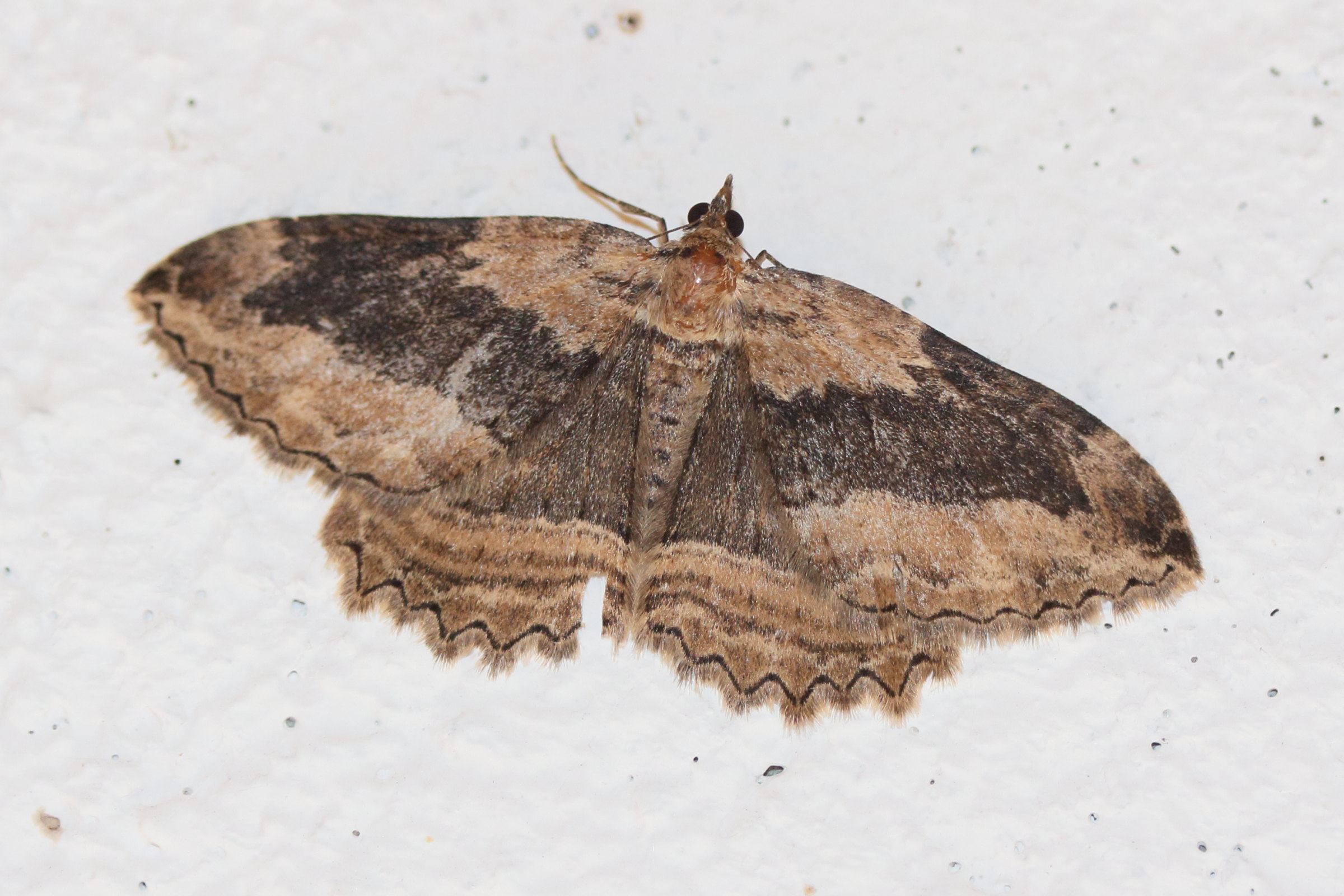 philereme_transversata3md