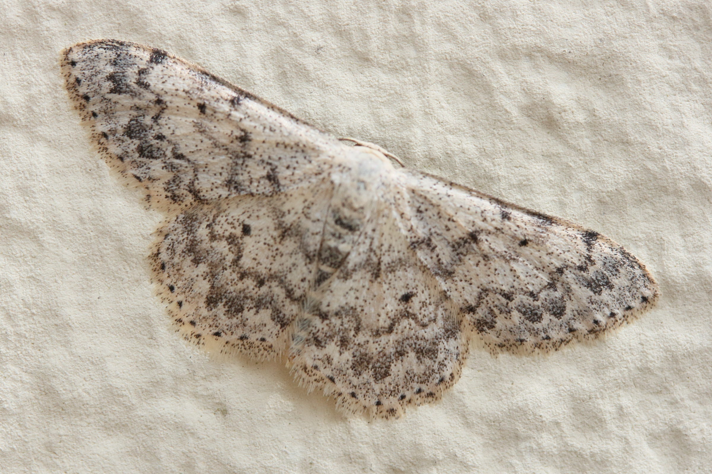 scopula_marginepunctata5md