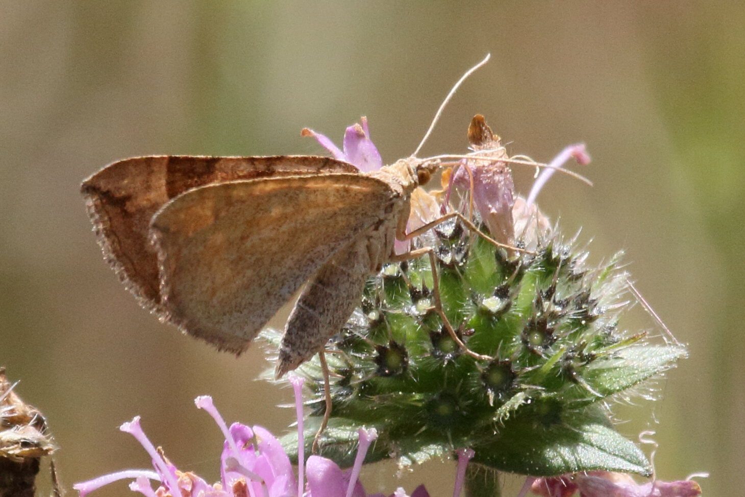 Afficher le média scotopteryx_chenopodiata9bd scotopteryx_chenopodiata9bd