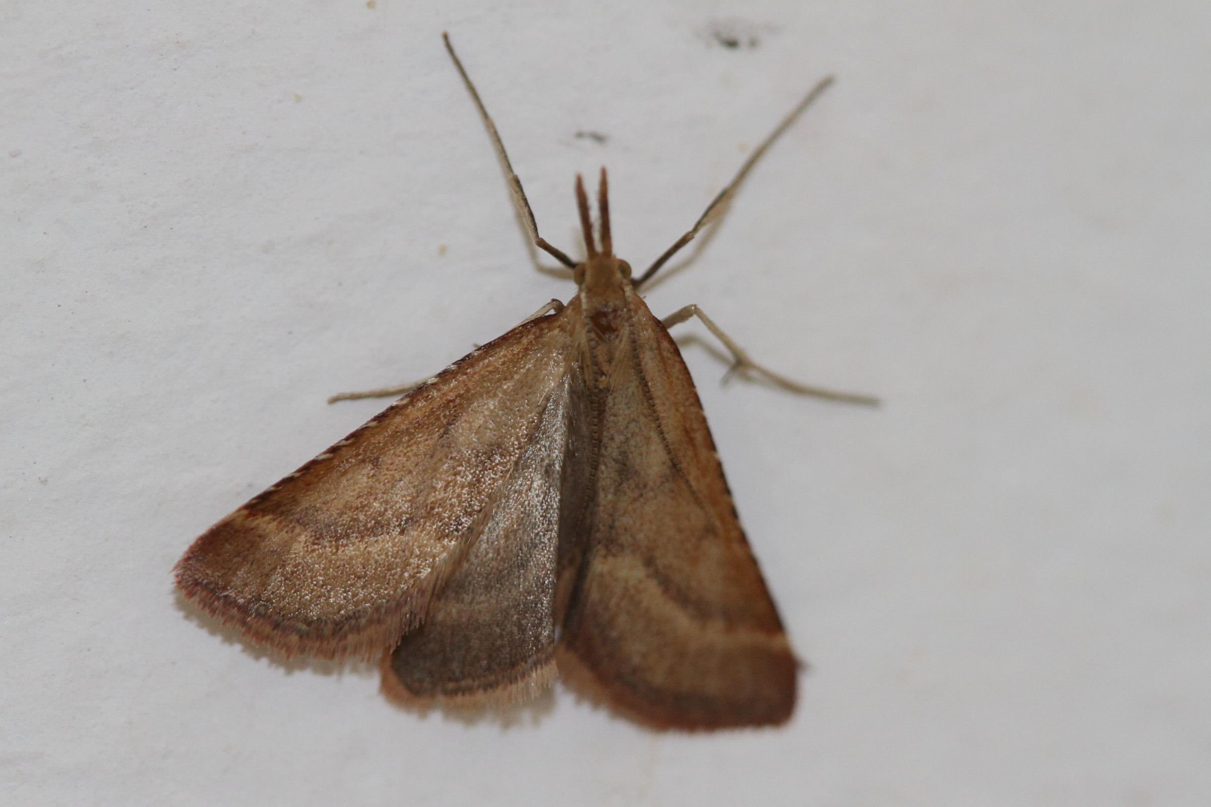 synaphe_punctalis3bd