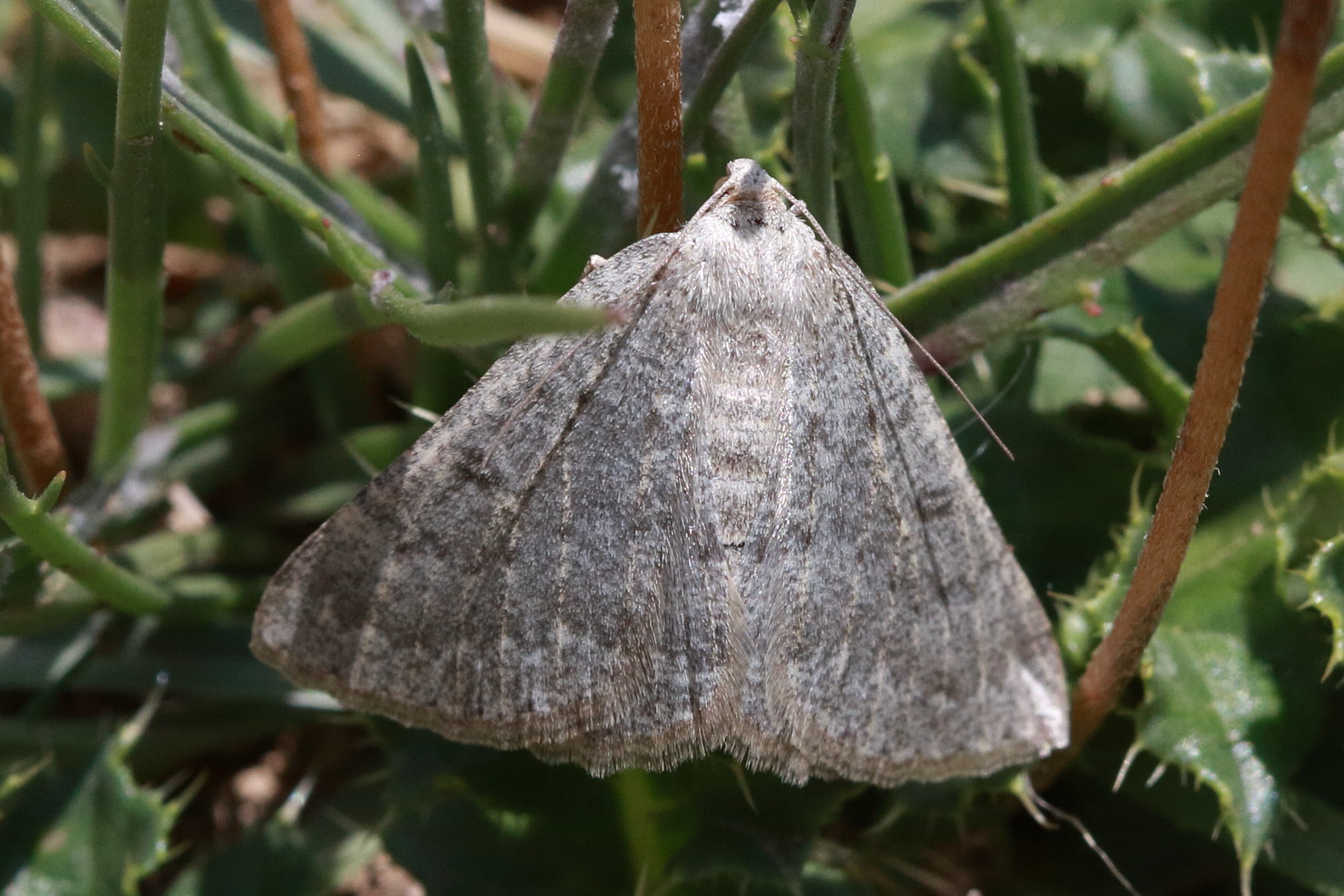 zanclognatha_lunalis1bd