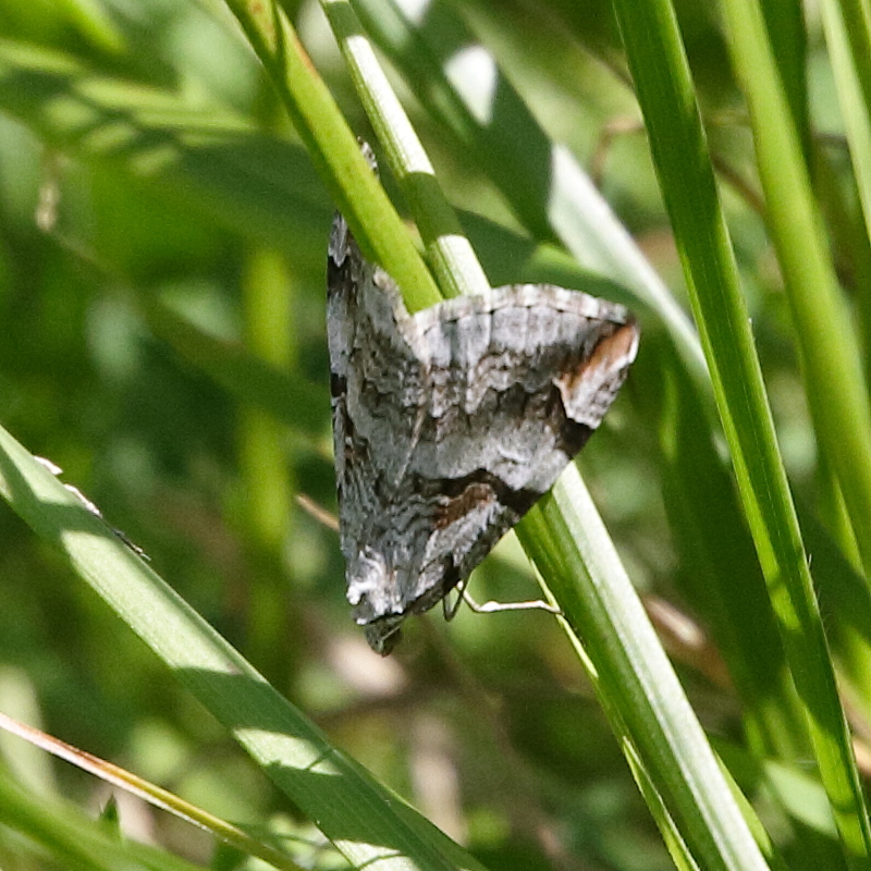 aplocera_praeformata3bd