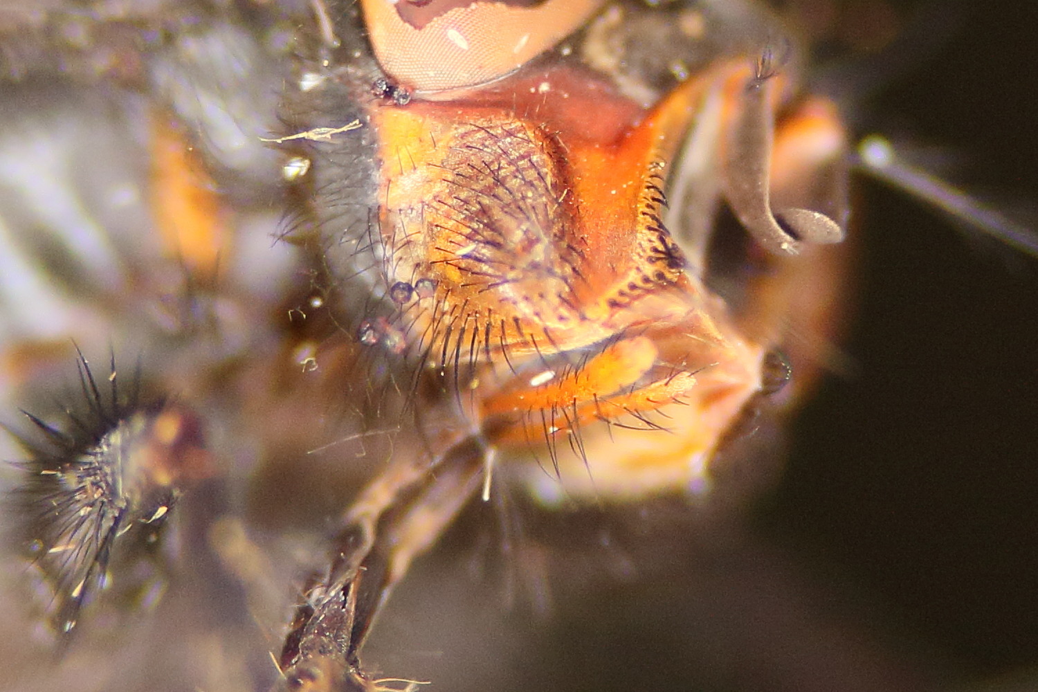 calliphora_vicina4md