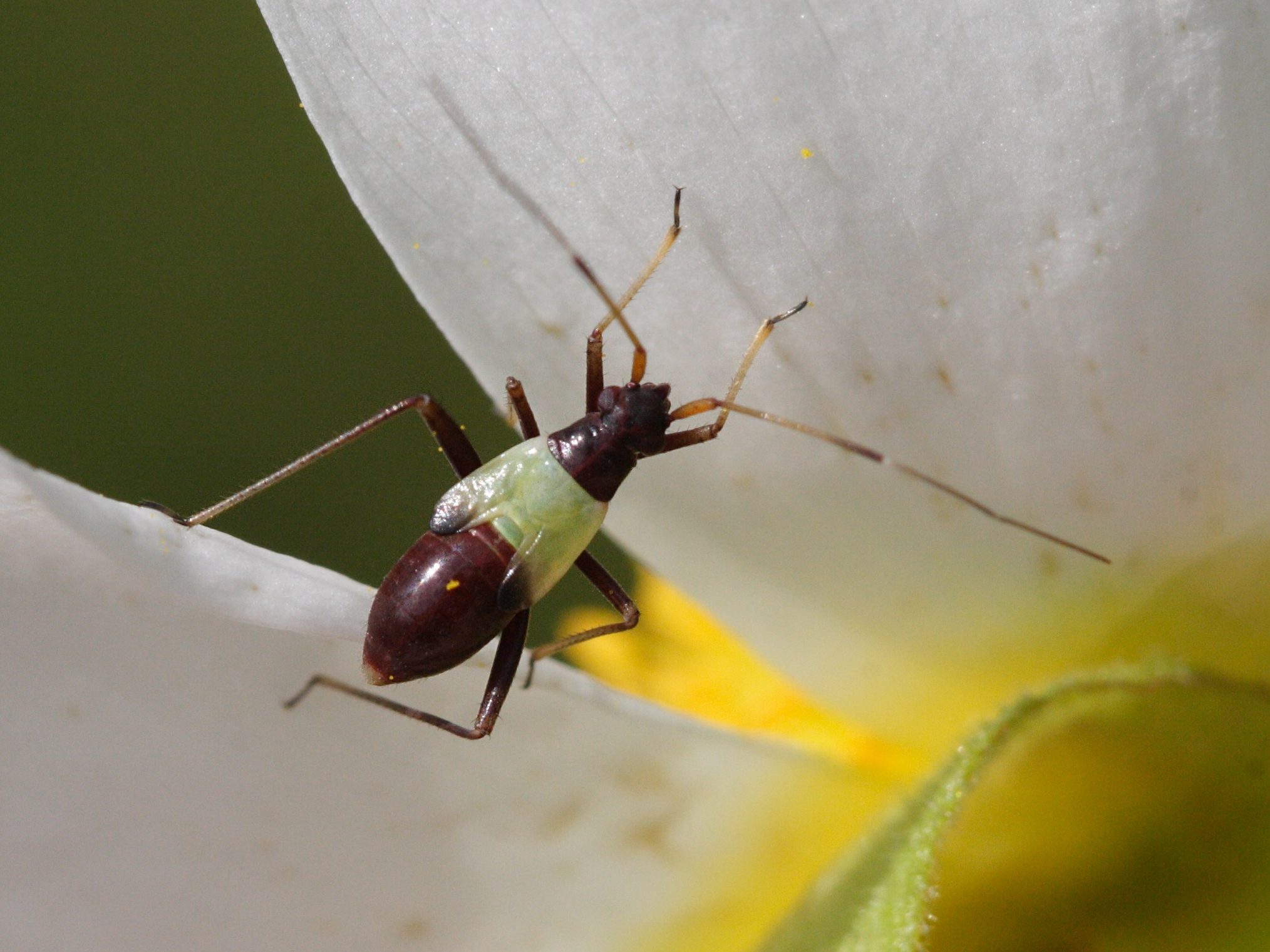 closterotomus_fulvomaculatus2md