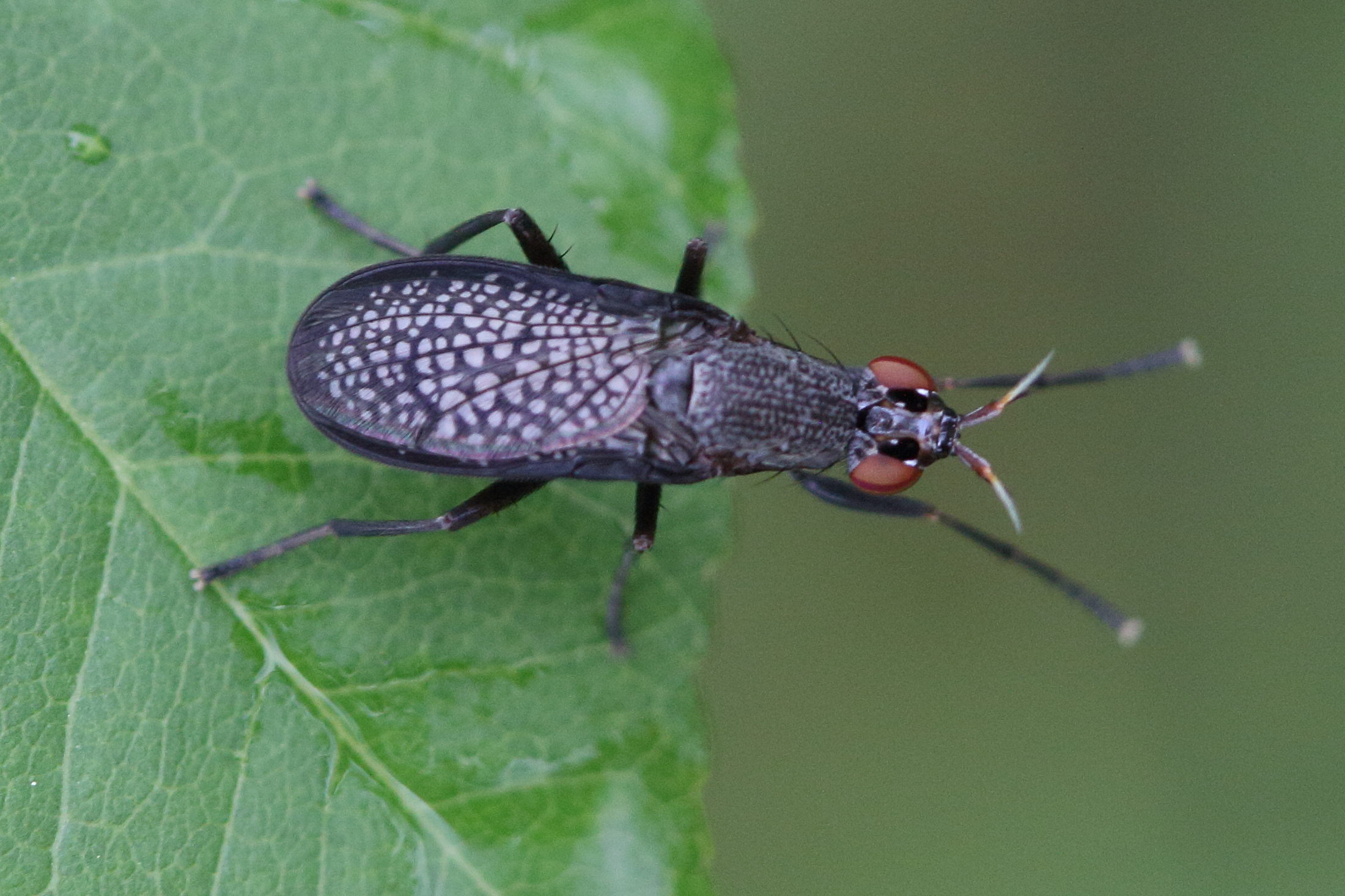 coremacera_marginata2md