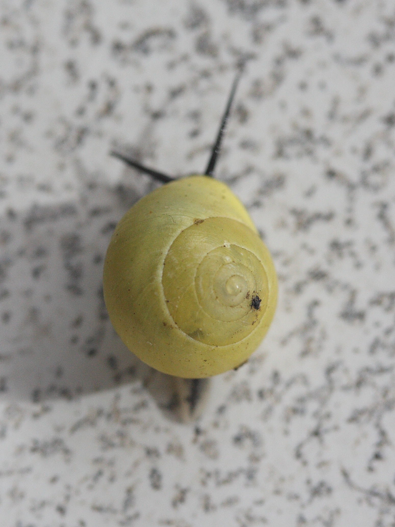 helicina_platychila1md