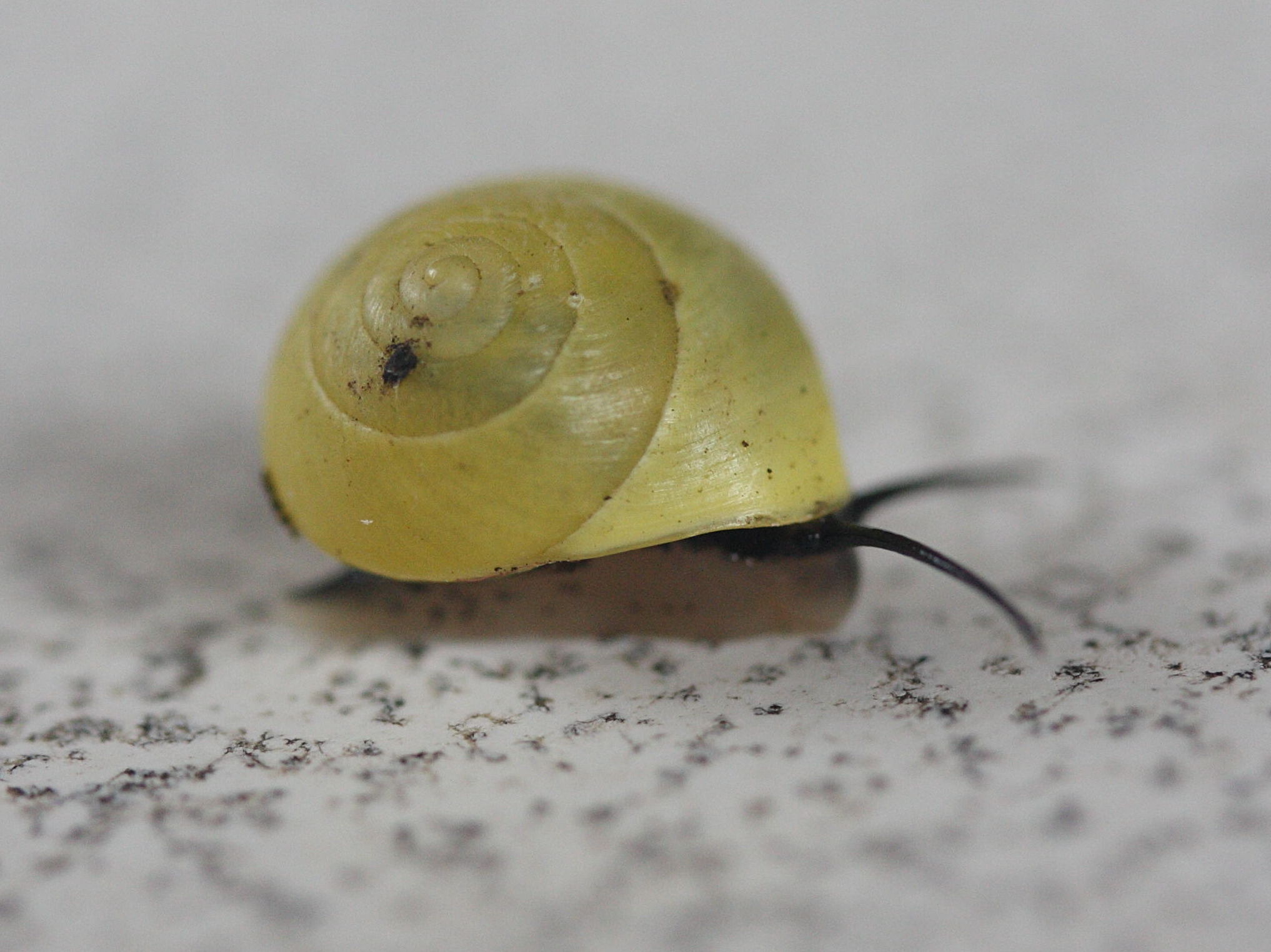 helicina_platychila2md